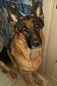 Пес Грей – отличный охранник