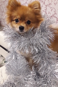 Маленькая верная подруга Маруся