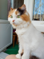 Хозяйкина любовь Кика