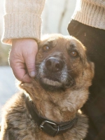 Настоящий друг – пес Амур