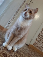 Спокойный и ласковый кот Лаки