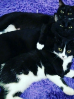 Сверху вниз: кошка Мафия, кот Марс, кошка Муся