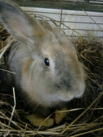 Подарок от папы – кролик Банни