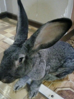 Спасенная крольчиха Боня
