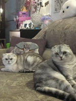 Мама-кошка Марта и ее сын Лунтик