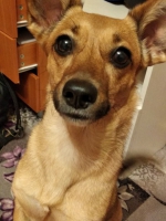 Маленькая и энергичная Бусинка