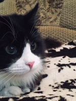 Пушистый разбойник Зевс