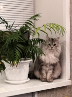 Любитель поцелуев кот Филипп