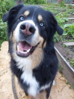 Голубоглазая Берта