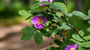 Нижняя Тура. Виды города. 16.06.2020