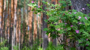 Нижняя Тура. Виды города. 16.06.2020