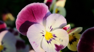 Анютины слёзки