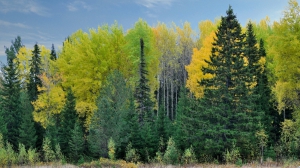 Бархатная осень