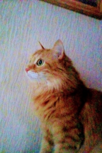 Красавец Вася