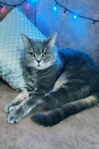 Своенравный Грей