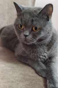 Кот Патрик сам выбрал себе семью