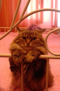 Просто Кот и великий нянька