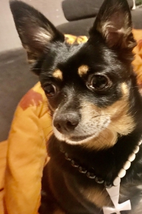 Озорной пес мистер Тайсон