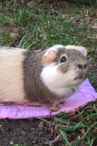 Морская свинка Фьека