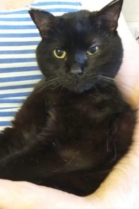 Самый ласковый на свете кот Бари