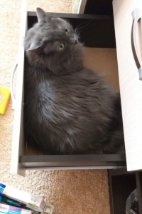 Хозяин дома кот Шон