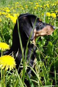 Озорная любительница игрушек такса Рина