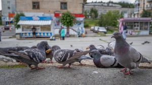 Фото Нижней Туры