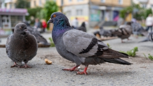 Фото Нижней Туры