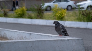 Нижняя Тура