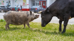 Фото Артура Пивоварова
