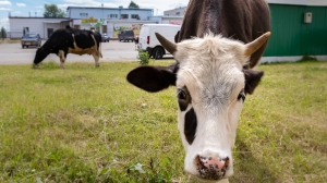 Фото Артура Пивоварова