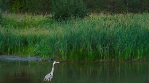 Фото Артура Пивоварова, газета 
