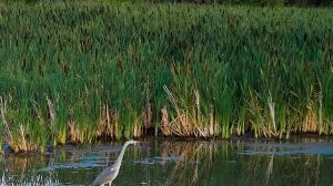 Фото Артура Пивоварова, газета 