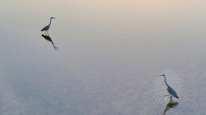 Фото Артура Пивоварова, газета 