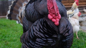 Фото Артура Пивоварова