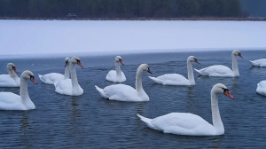 Фото Артура Пивоварова