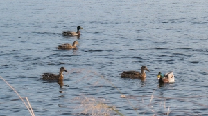 Фото Артура Пивоварова