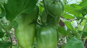 Томаты, по форме напоминающие сладкий перец (фото слева), – это «Фиолетовая гордость Весселя». А двухцветный томат (фото справа) – это сорт «Стринги» из серии томатного проекта «Гном». Их Оксана выращивает уже третий год подряд. Любит за вкус и урожайност