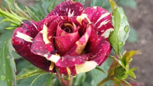 Вот уже третий сезон подряд дача Оксаны превращается в цветущий сад. На ее участке распускается сразу 28 кустов роз. А помимо них пионы, эустомы, остеоспермум, Антирринум и другие цветы. На фото слева – роза сорта «Фокус Покус», справа – сорта «Фрезия»